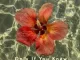 EdisonSoul - Only If You Knew (Reprised Mix)